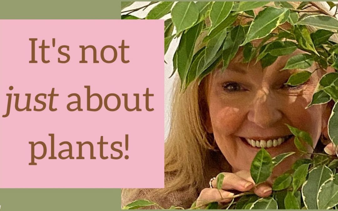 Biophilic design (how to apply biophilia in your home)